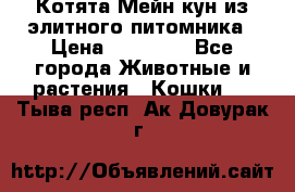Котята Мейн-кун из элитного питомника › Цена ­ 20 000 - Все города Животные и растения » Кошки   . Тыва респ.,Ак-Довурак г.